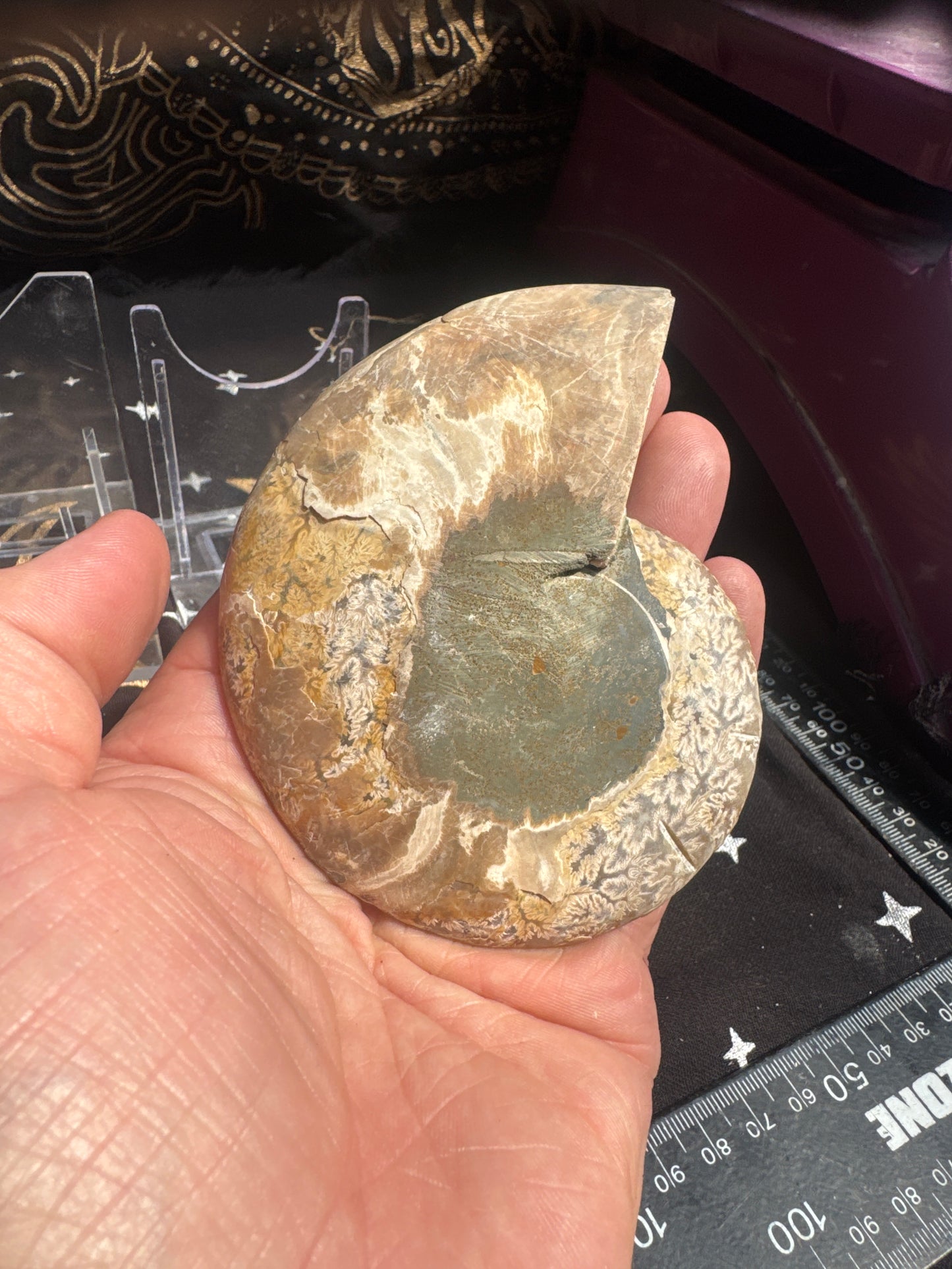 A beautiful Cleoniceras ammonite pair from the fossil‑rich deposits of Madagascar, expertly cut and polished to reveal the intricate internal chambers and natural mineralisation within. EBY21#7