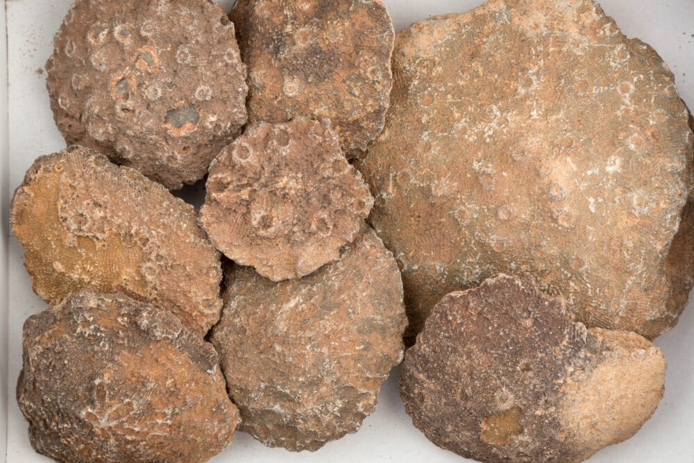 Coral Heads- Morocco- one kilo bag