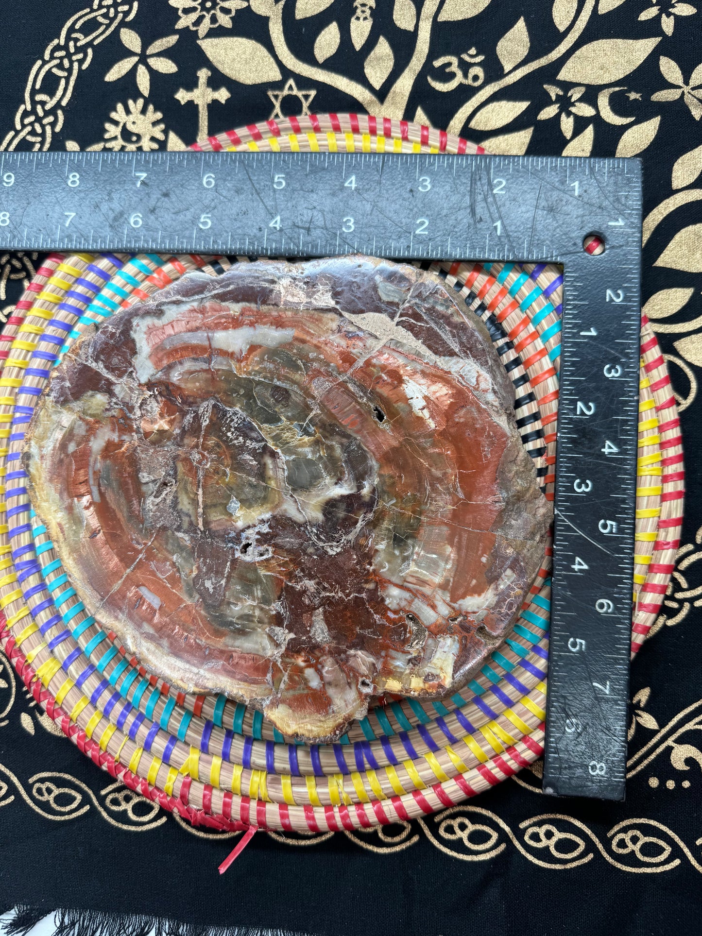 Petrified wood slice lft 4#1