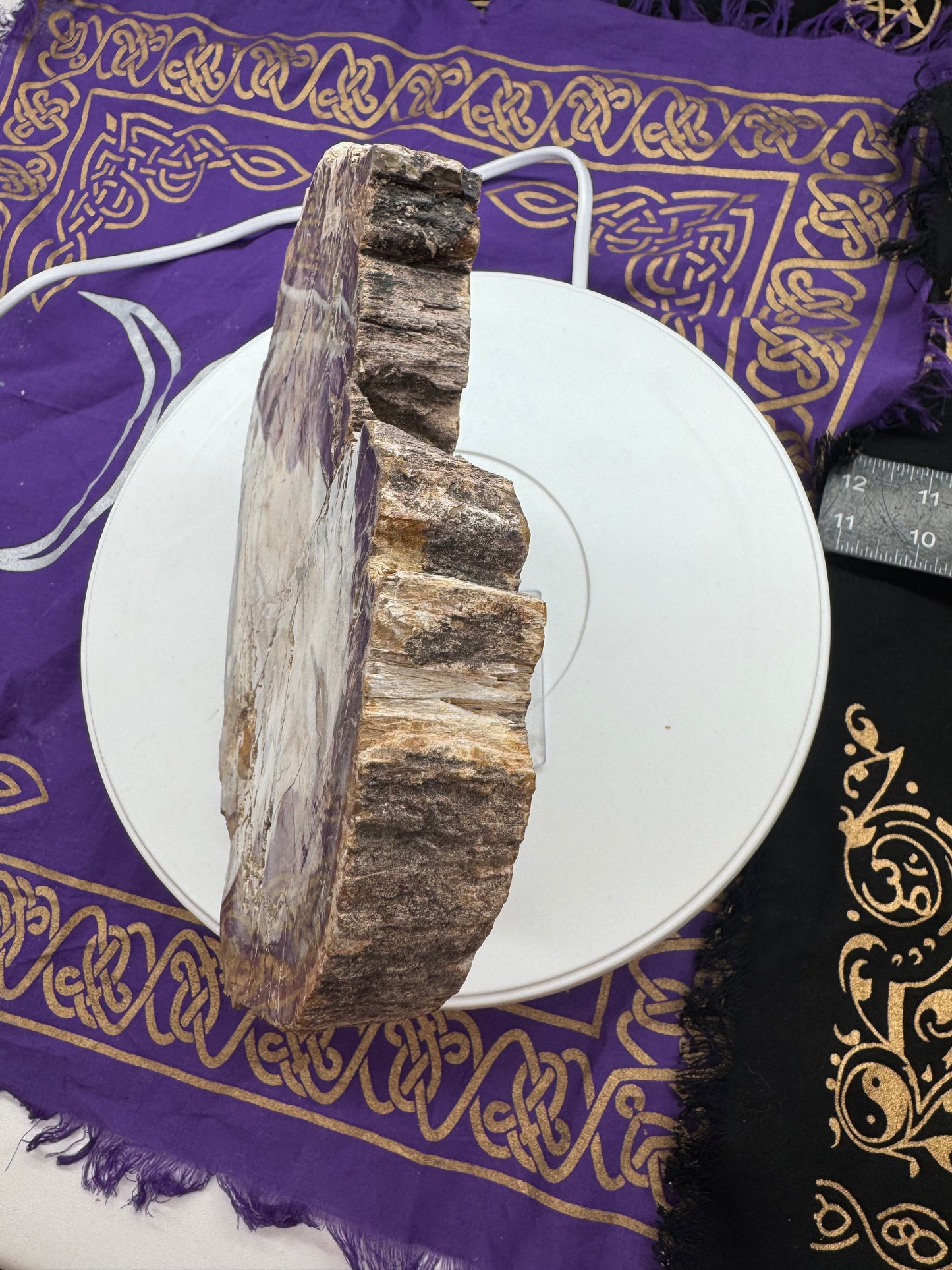 Petrified wood slice lft4#2
