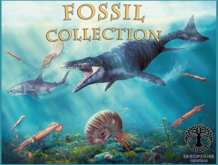 Fossils