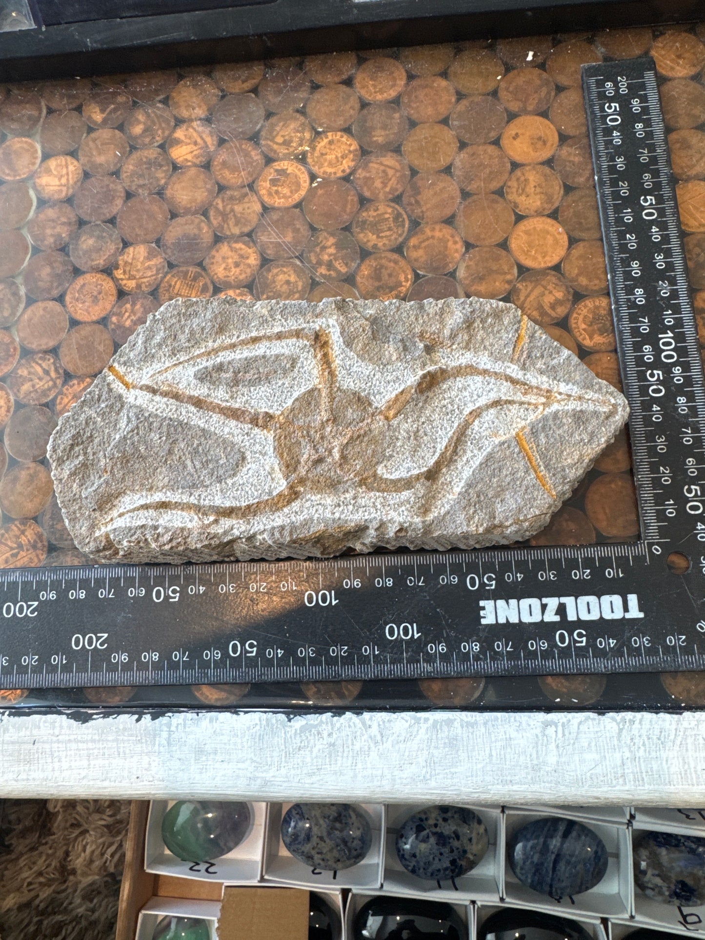 Collector‑Grade Brittlestar Plate Fossil Starfish