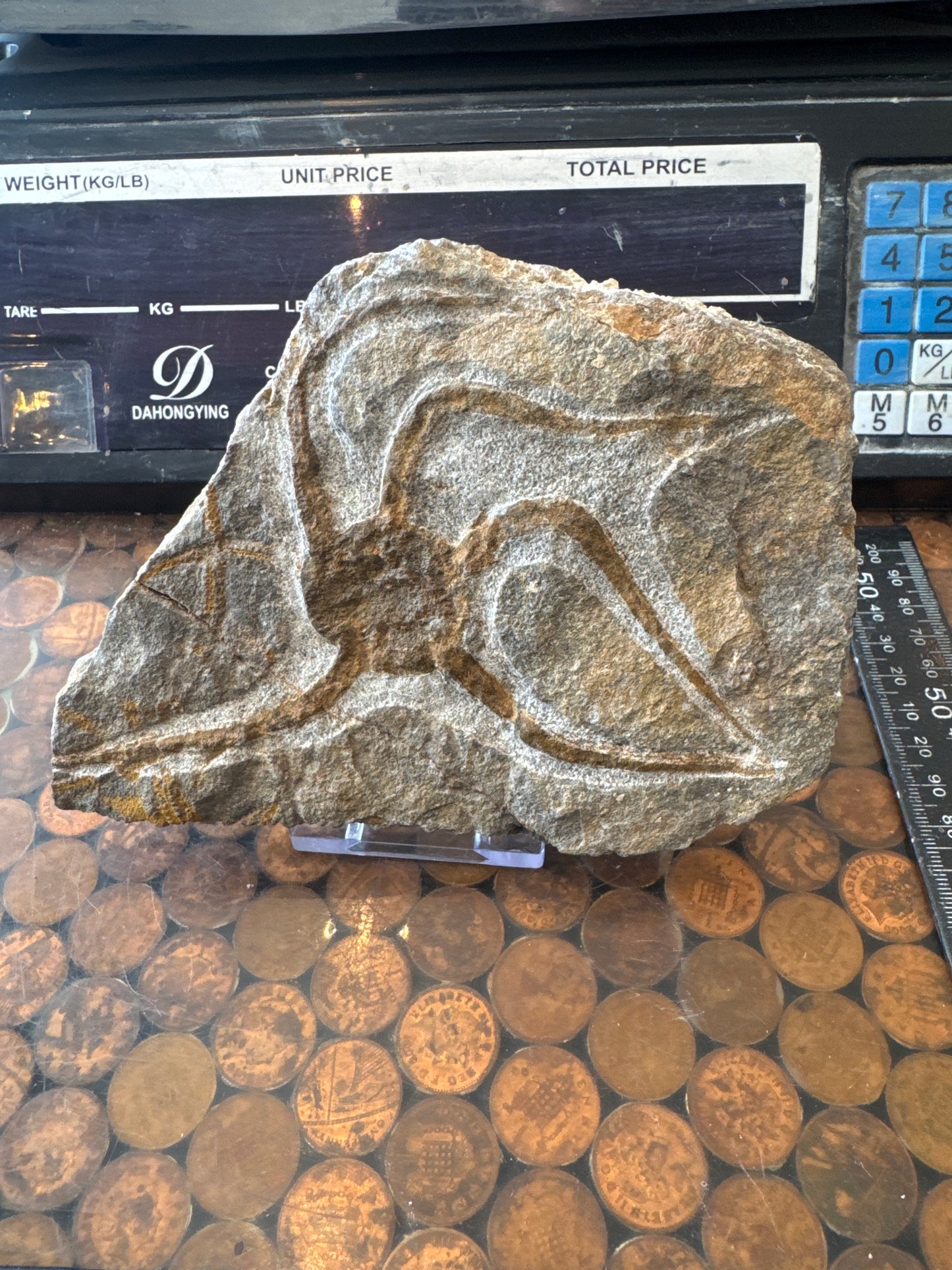 Collector‑Grade Brittlestar Plate Fossil Starfish Morocco Repaired