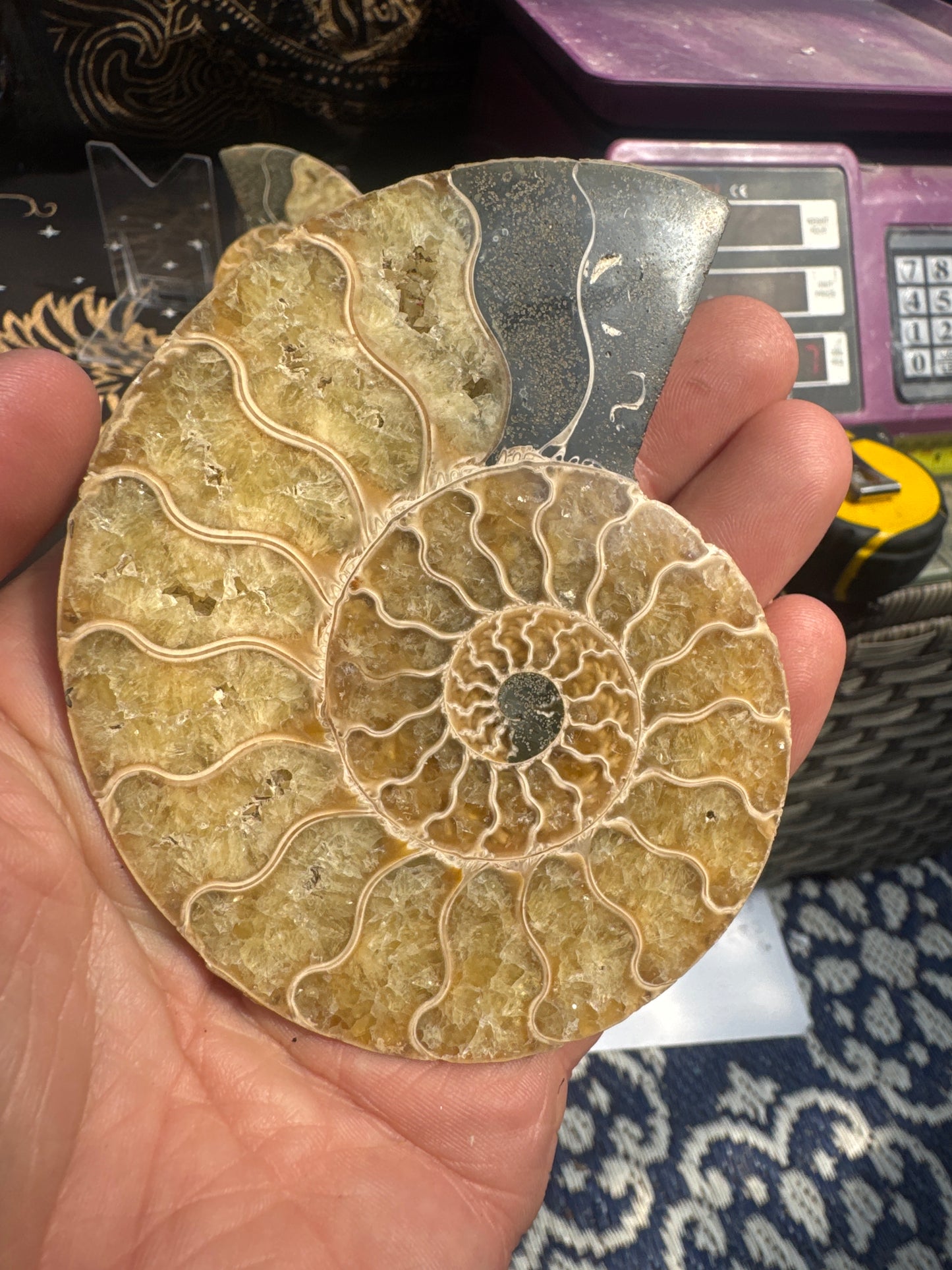 A beautiful Cleoniceras ammonite pair from the fossil‑rich deposits of Madagascar, expertly cut and polished to reveal the intricate internal chambers and natural mineralisation within. EBY21#7