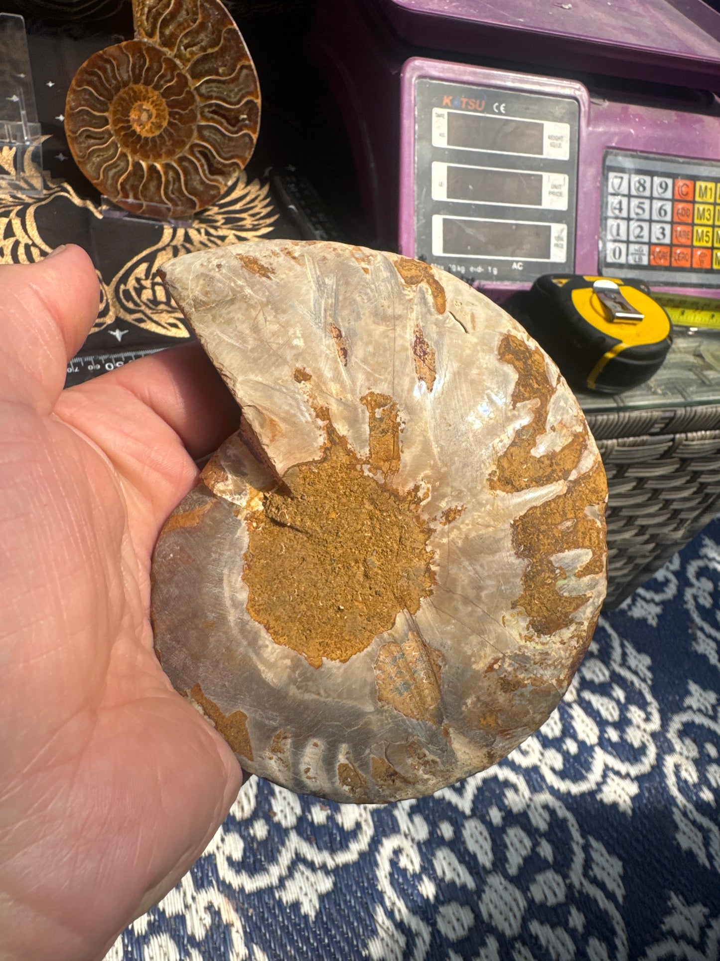 A beautiful Cleoniceras ammonite pair from the fossil‑rich deposits of Madagascar, expertly cut and polished to reveal the intricate internal chambers and natural mineralisation within. EBY21#8