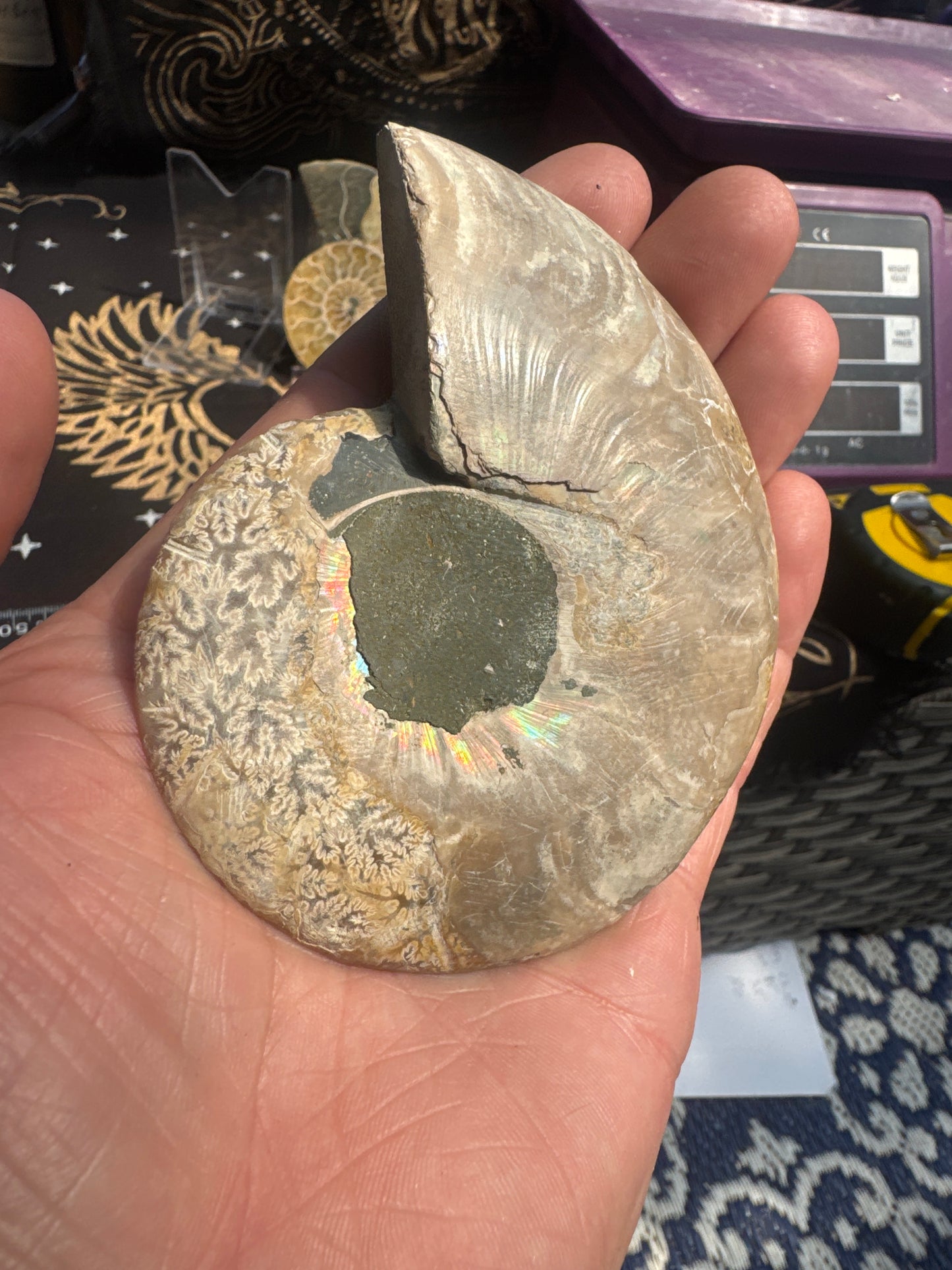 A beautiful Cleoniceras ammonite pair from the fossil‑rich deposits of Madagascar, expertly cut and polished to reveal the intricate internal chambers and natural mineralisation within. EBY21#7
