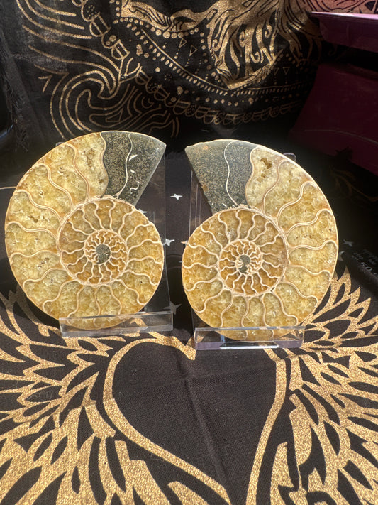 A beautiful Cleoniceras ammonite pair from the fossil‑rich deposits of Madagascar, expertly cut and polished to reveal the intricate internal chambers and natural mineralisation within. EBY21#7