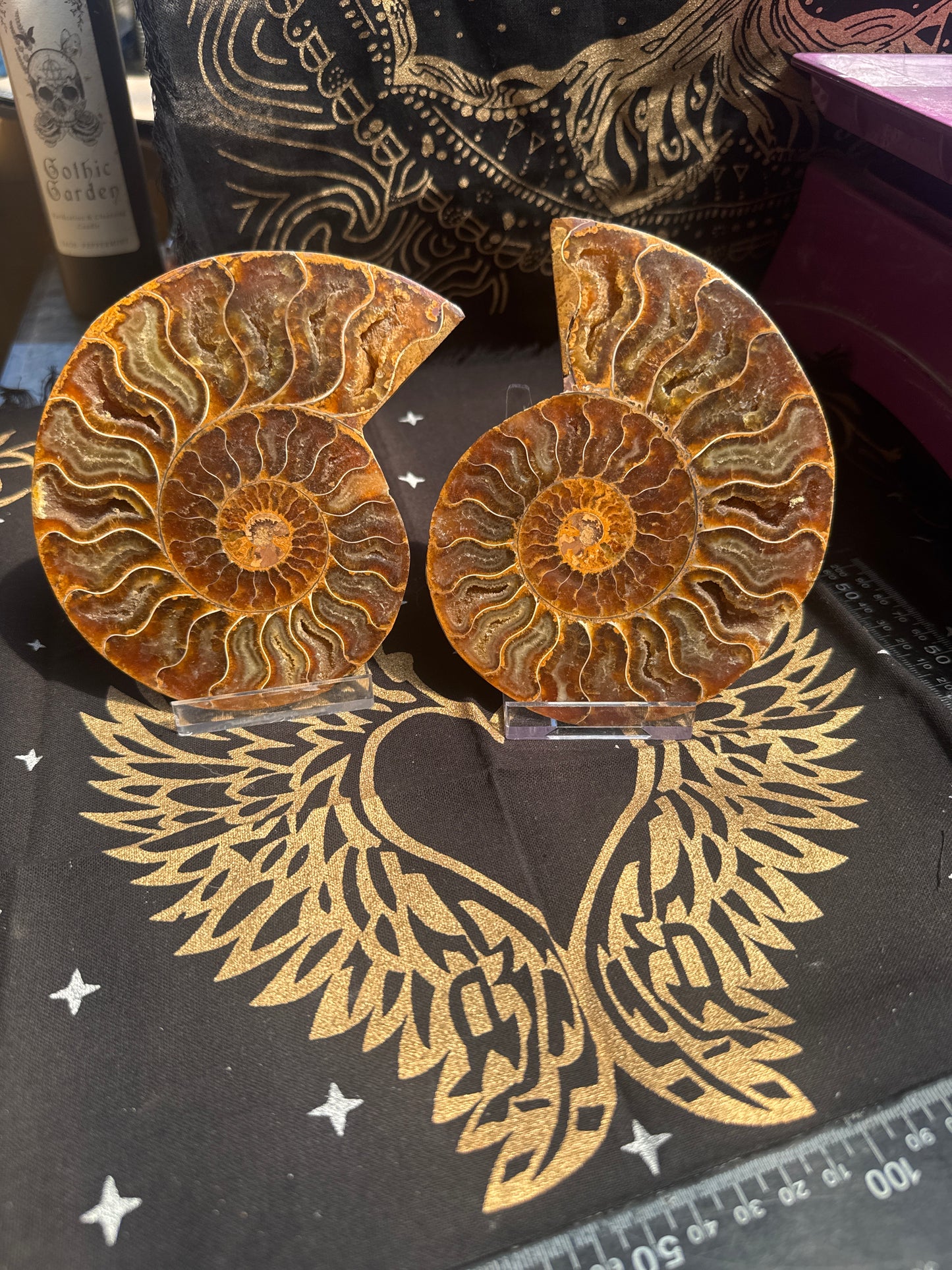 A beautiful Cleoniceras ammonite pair from the fossil‑rich deposits of Madagascar, expertly cut and polished to reveal the intricate internal chambers and natural mineralisation within. EBY21#8