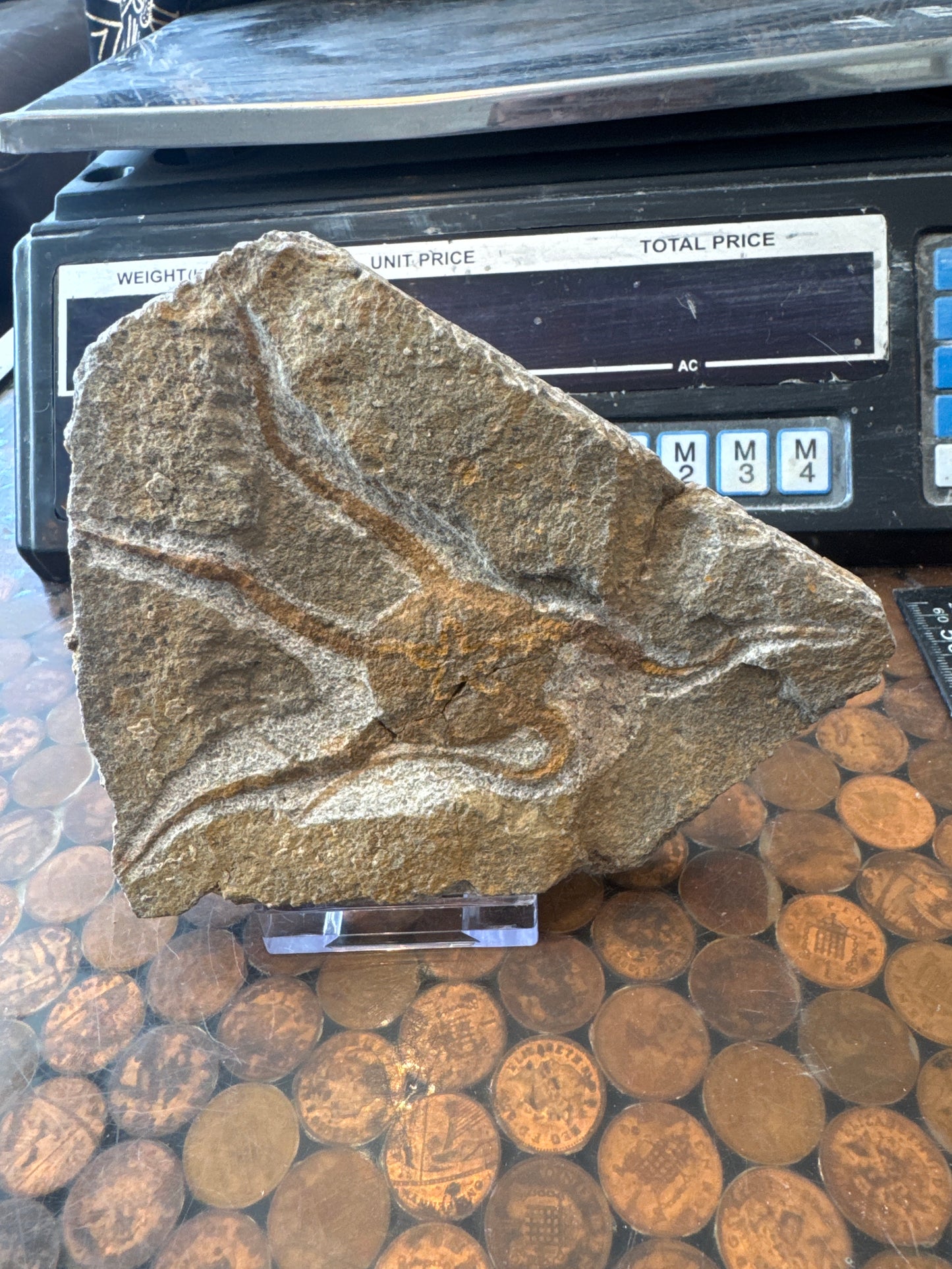 Collector‑Grade Brittlestar Plate Fossil Starfish Repaired