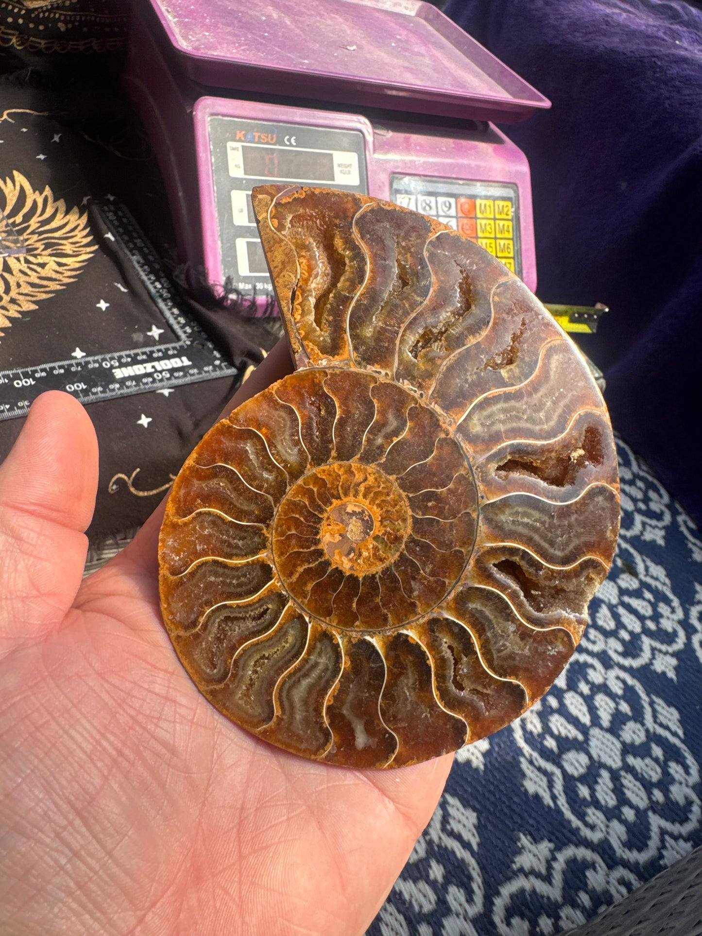 A beautiful Cleoniceras ammonite pair from the fossil‑rich deposits of Madagascar, expertly cut and polished to reveal the intricate internal chambers and natural mineralisation within. EBY21#8
