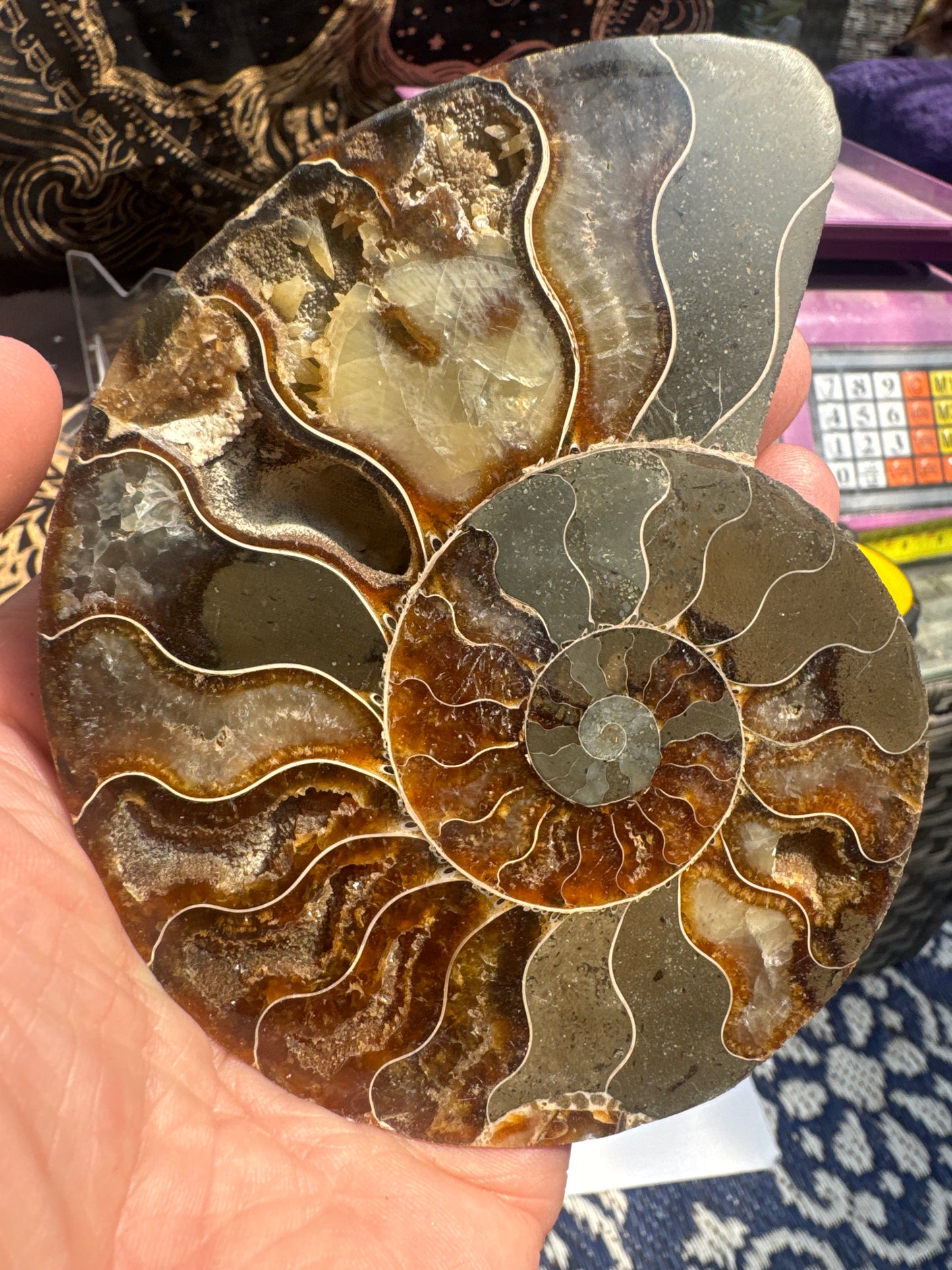 A beautiful Cleoniceras ammonite pair from the fossil‑rich deposits of Madagascar, expertly cut and polished to reveal the intricate internal chambers and natural mineralisation within. EBY21#6