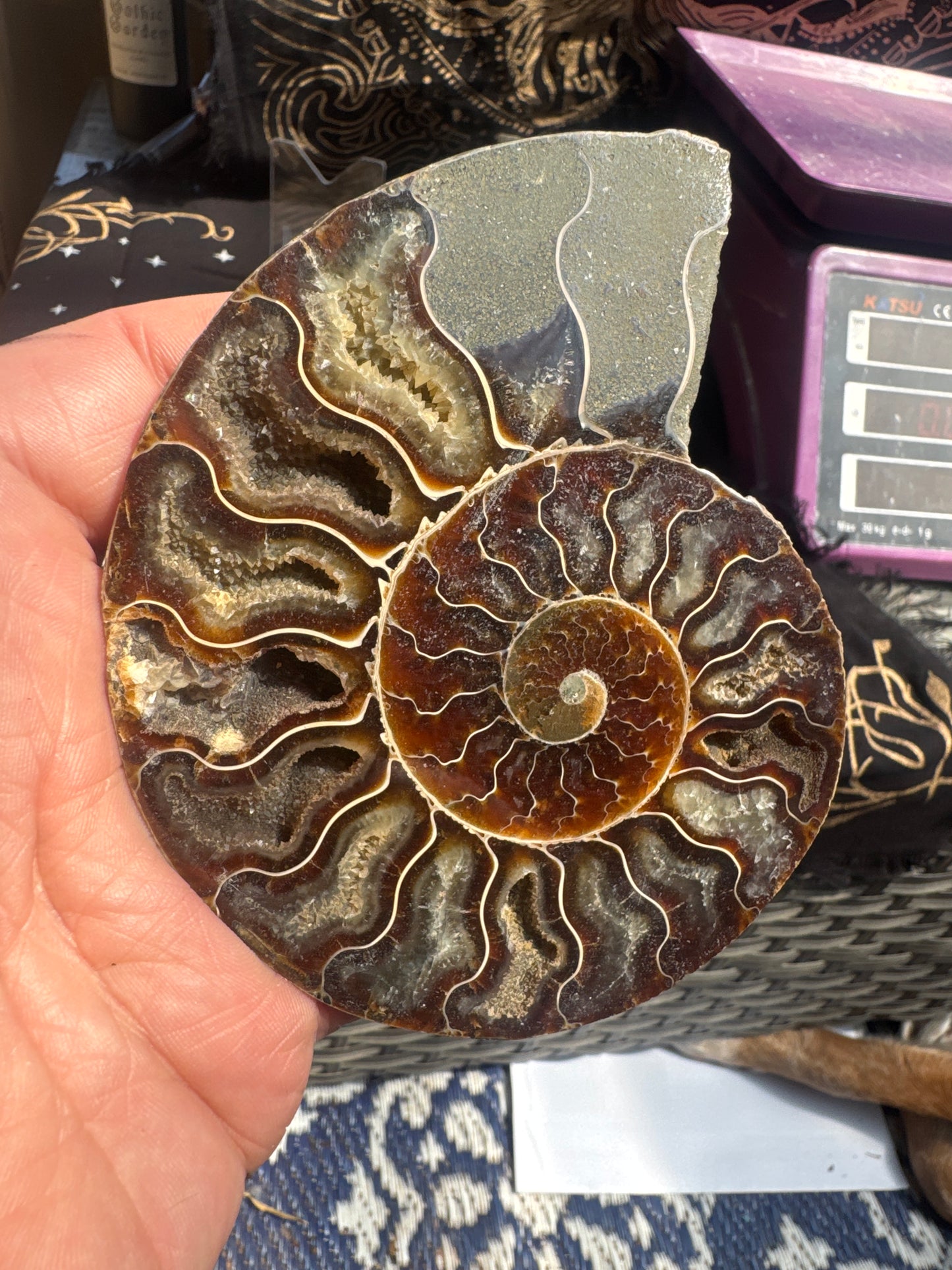 A beautiful Cleoniceras ammonite pair from the fossil‑rich deposits of Madagascar, expertly cut and polished to reveal the intricate internal chambers and natural mineralisation within. EBY21 #5