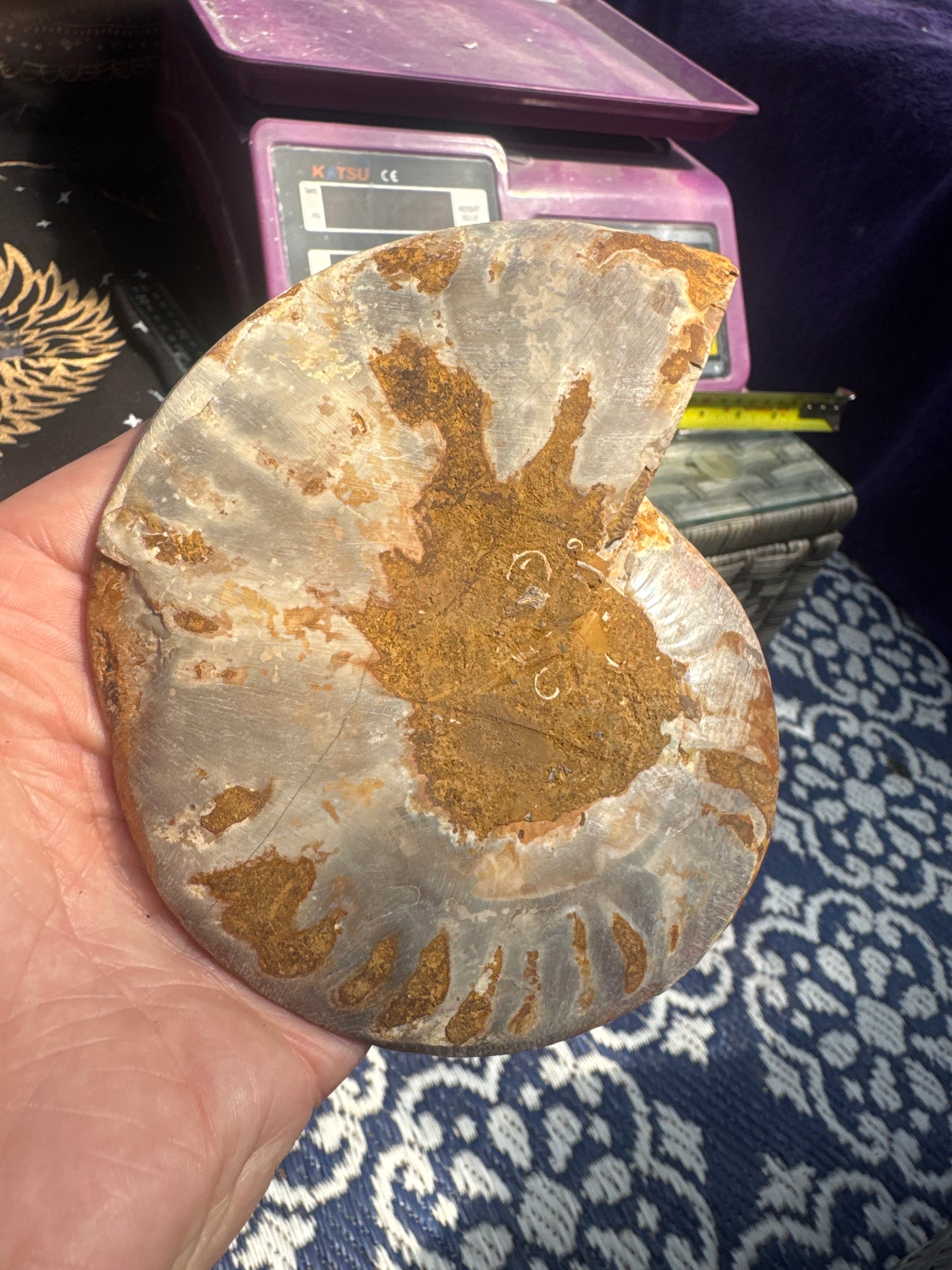 A beautiful Cleoniceras ammonite pair from the fossil‑rich deposits of Madagascar, expertly cut and polished to reveal the intricate internal chambers and natural mineralisation within. EBY21#8