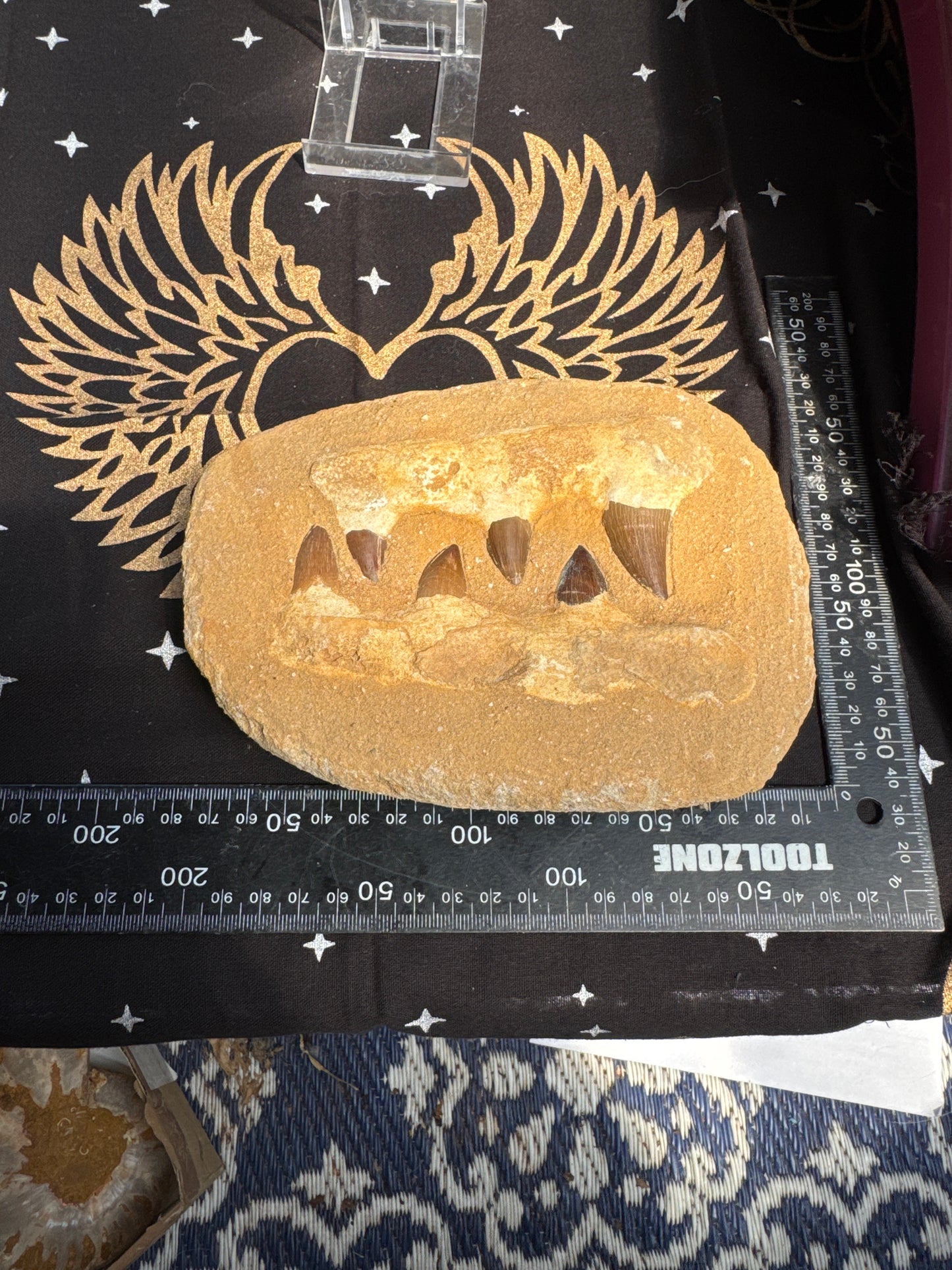 Composite Mosasaurus Jaw – Fossil Display Specimen EBY21#12