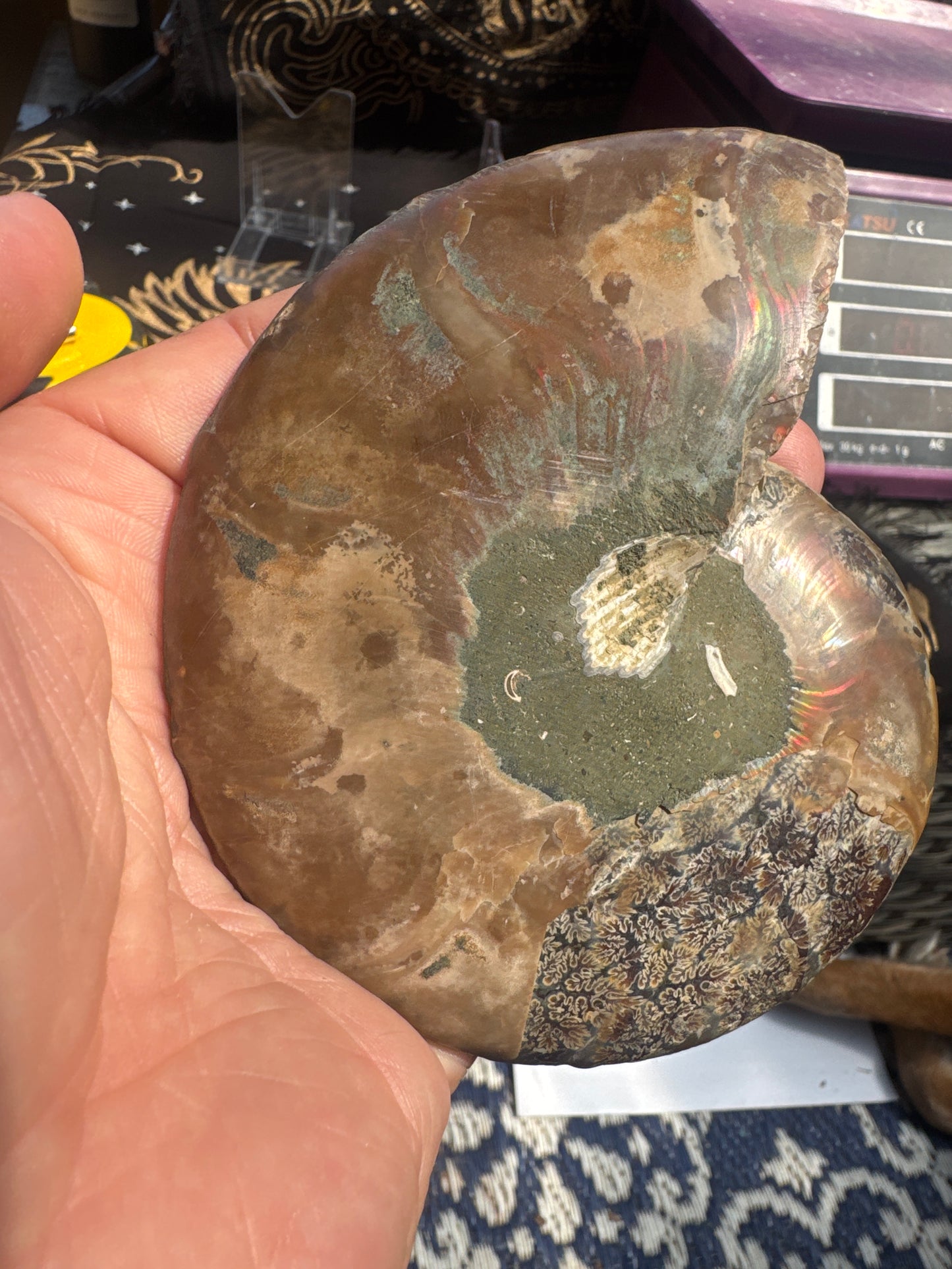 A beautiful Cleoniceras ammonite pair from the fossil‑rich deposits of Madagascar, expertly cut and polished to reveal the intricate internal chambers and natural mineralisation within. EBY21 #5