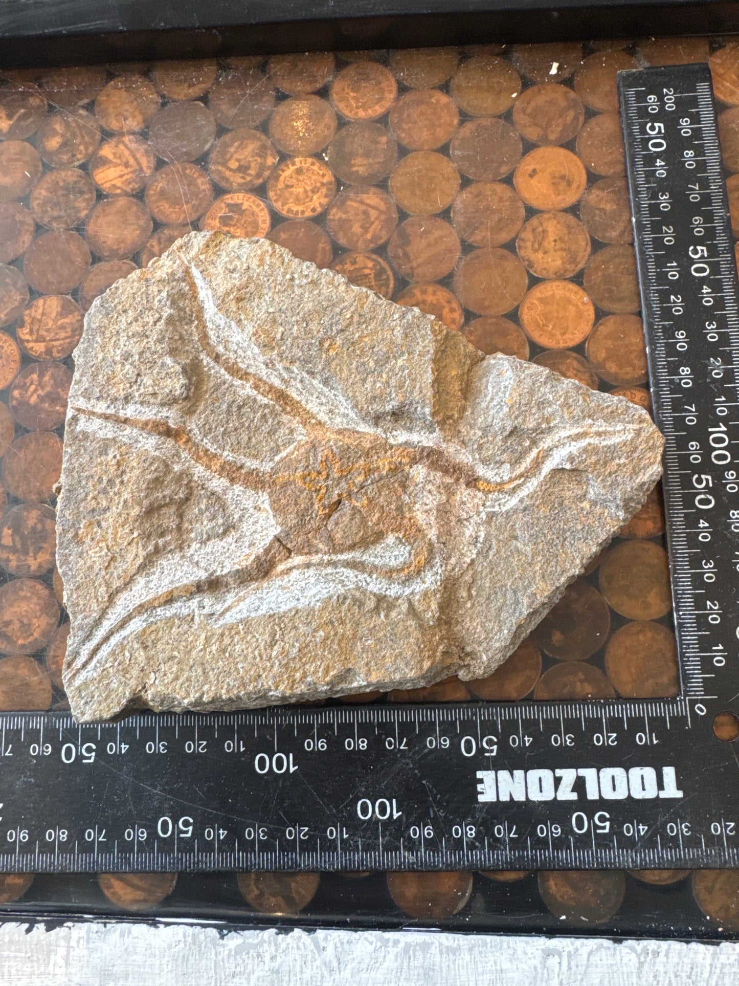 Collector‑Grade Brittlestar Plate Fossil Starfish Repaired
