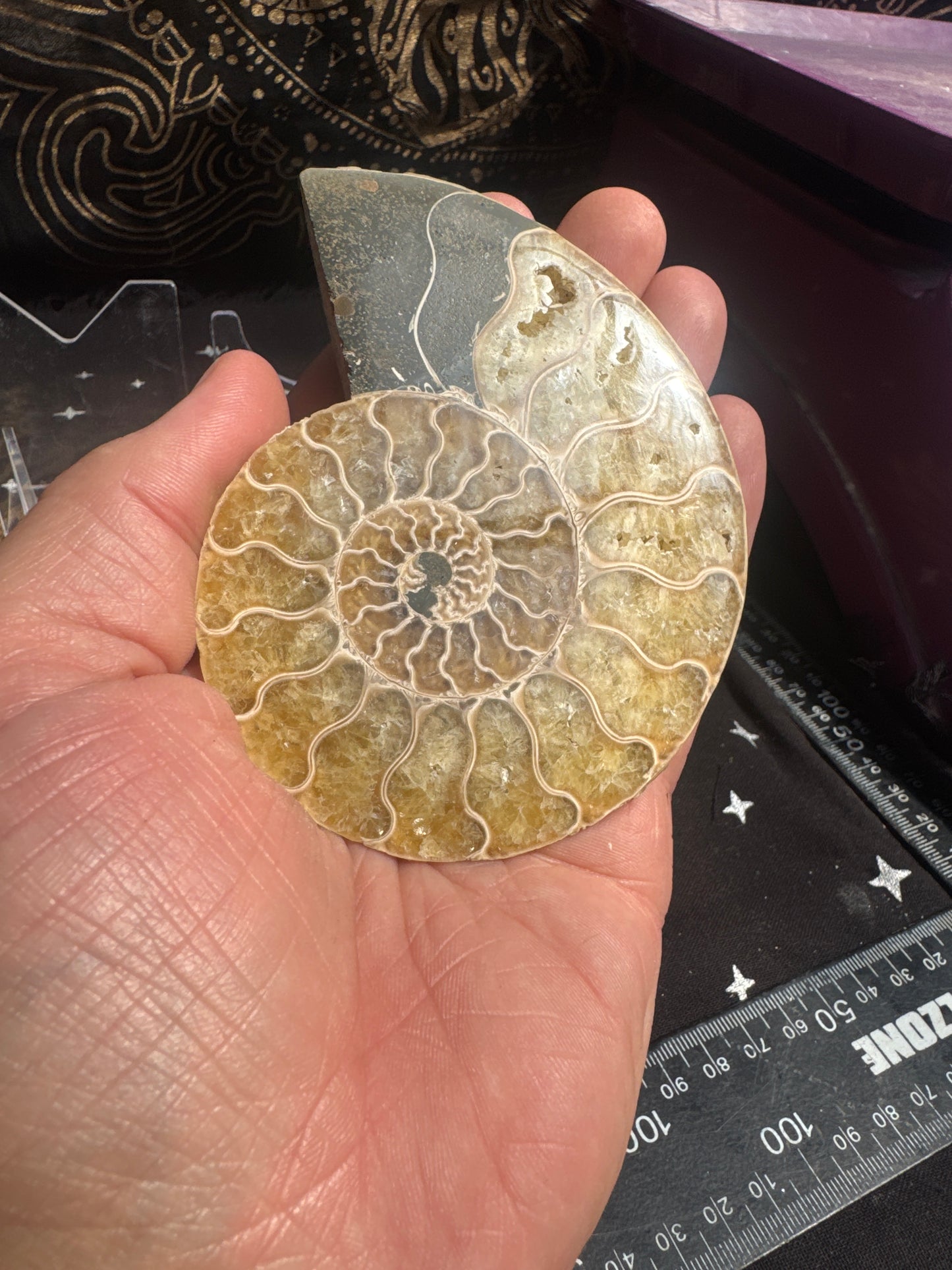 A beautiful Cleoniceras ammonite pair from the fossil‑rich deposits of Madagascar, expertly cut and polished to reveal the intricate internal chambers and natural mineralisation within. EBY21#7