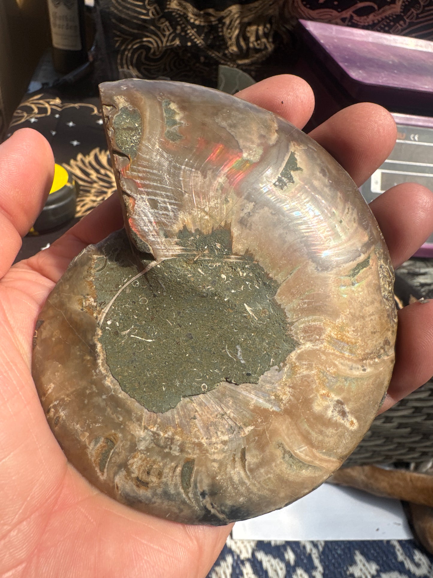 A beautiful Cleoniceras ammonite pair from the fossil‑rich deposits of Madagascar, expertly cut and polished to reveal the intricate internal chambers and natural mineralisation within. EBY21 #5