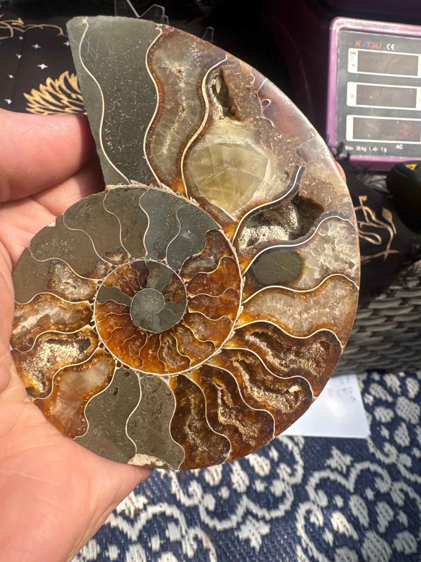 A beautiful Cleoniceras ammonite pair from the fossil‑rich deposits of Madagascar, expertly cut and polished to reveal the intricate internal chambers and natural mineralisation within. EBY21#6