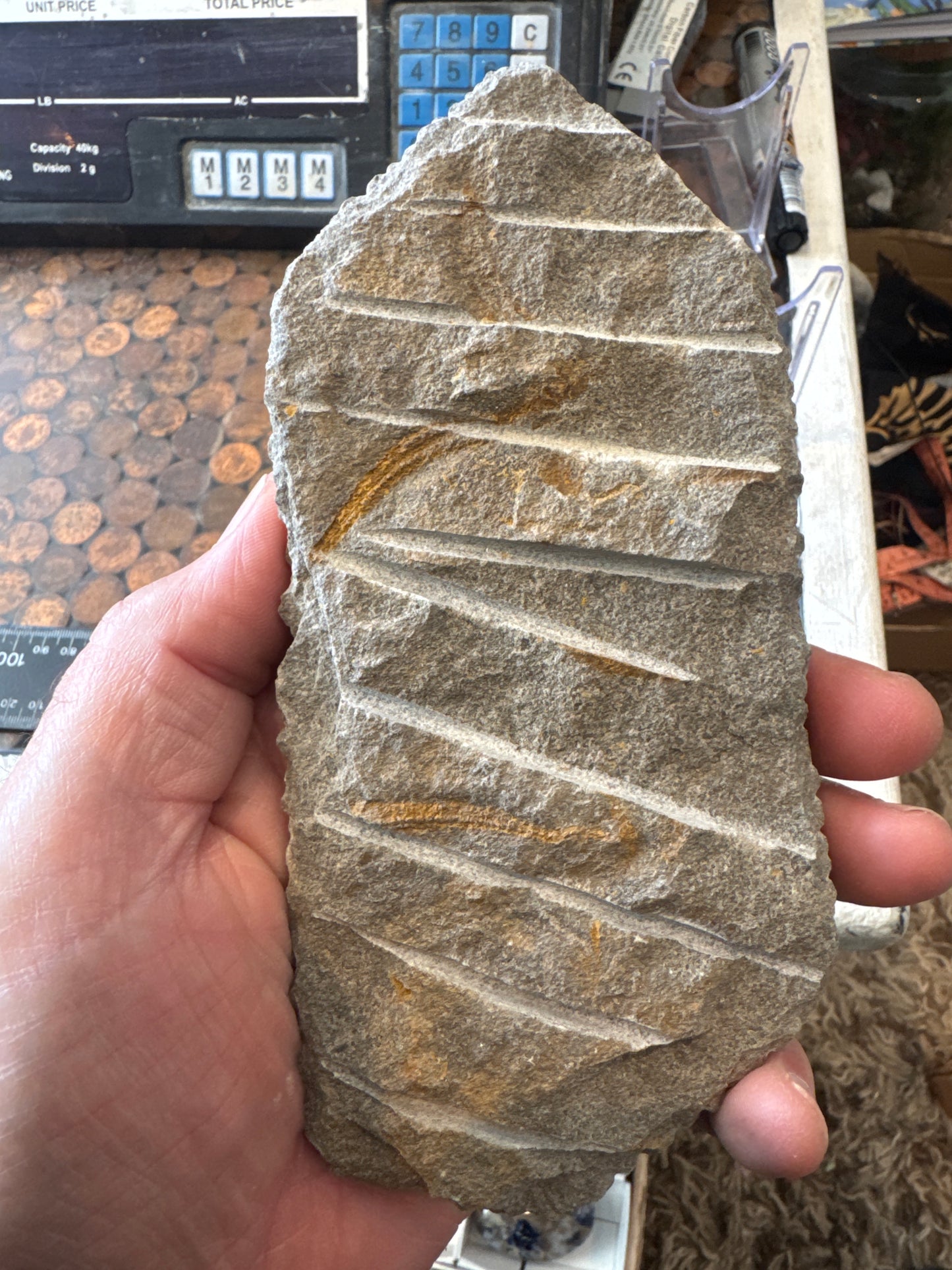 Collector‑Grade Brittlestar Plate Fossil Starfish