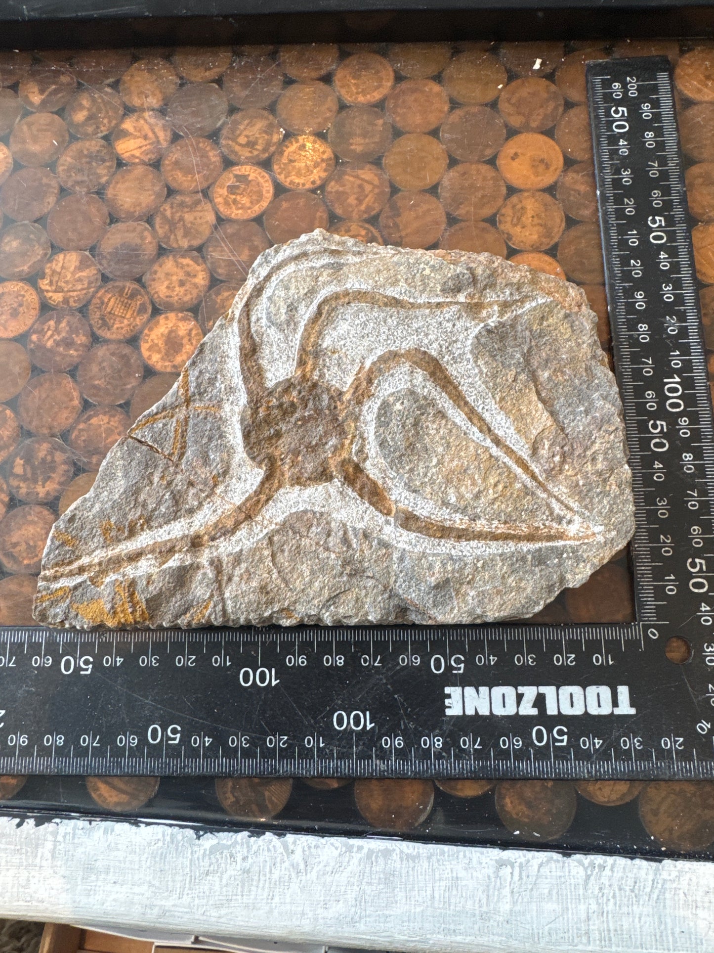 Collector‑Grade Brittlestar Plate Fossil Starfish Morocco Repaired