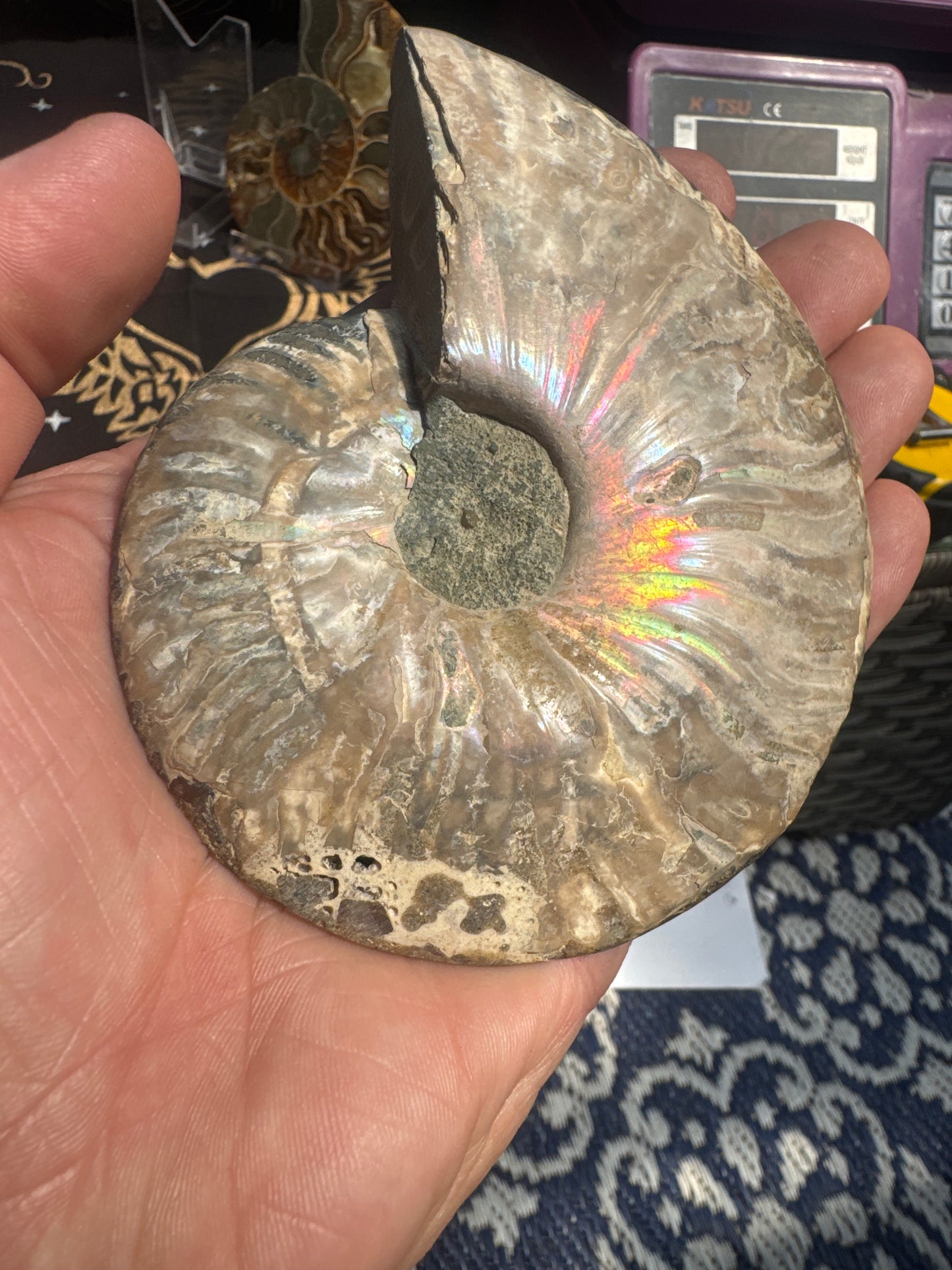 A beautiful Cleoniceras ammonite pair from the fossil‑rich deposits of Madagascar, expertly cut and polished to reveal the intricate internal chambers and natural mineralisation within. EBY21#6