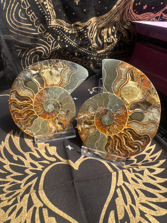 A beautiful Cleoniceras ammonite pair from the fossil‑rich deposits of Madagascar, expertly cut and polished to reveal the intricate internal chambers and natural mineralisation within. EBY21#6