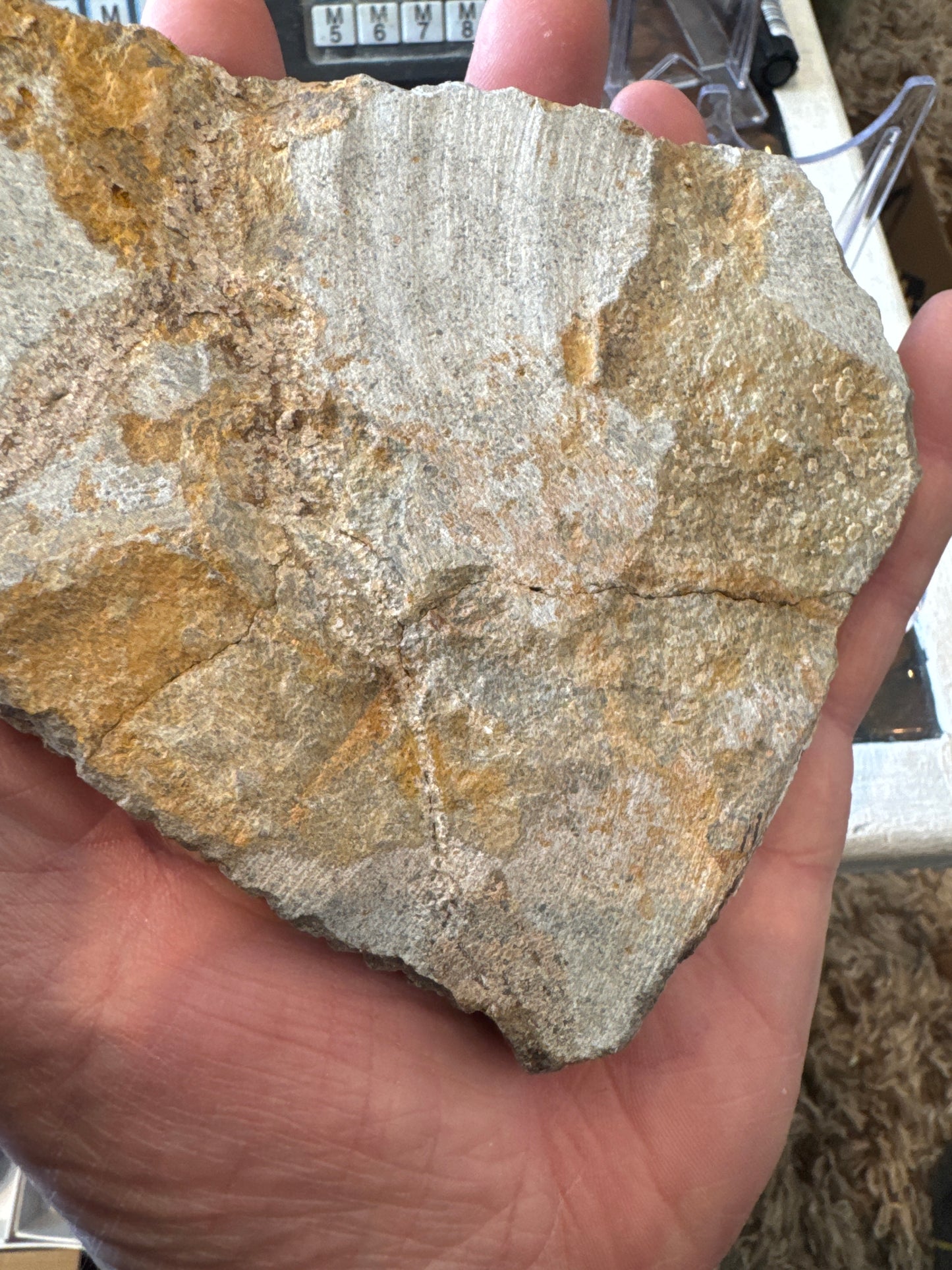 Collector‑Grade Brittlestar Plate Fossil Starfish Repaired