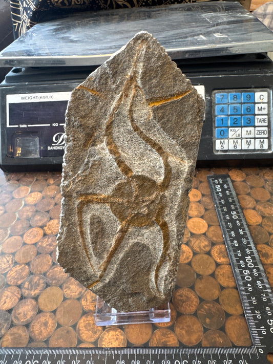 Collector‑Grade Brittlestar Plate Fossil Starfish