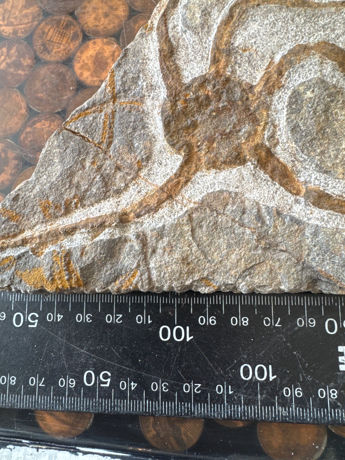 Collector‑Grade Brittlestar Plate Fossil Starfish Morocco Repaired