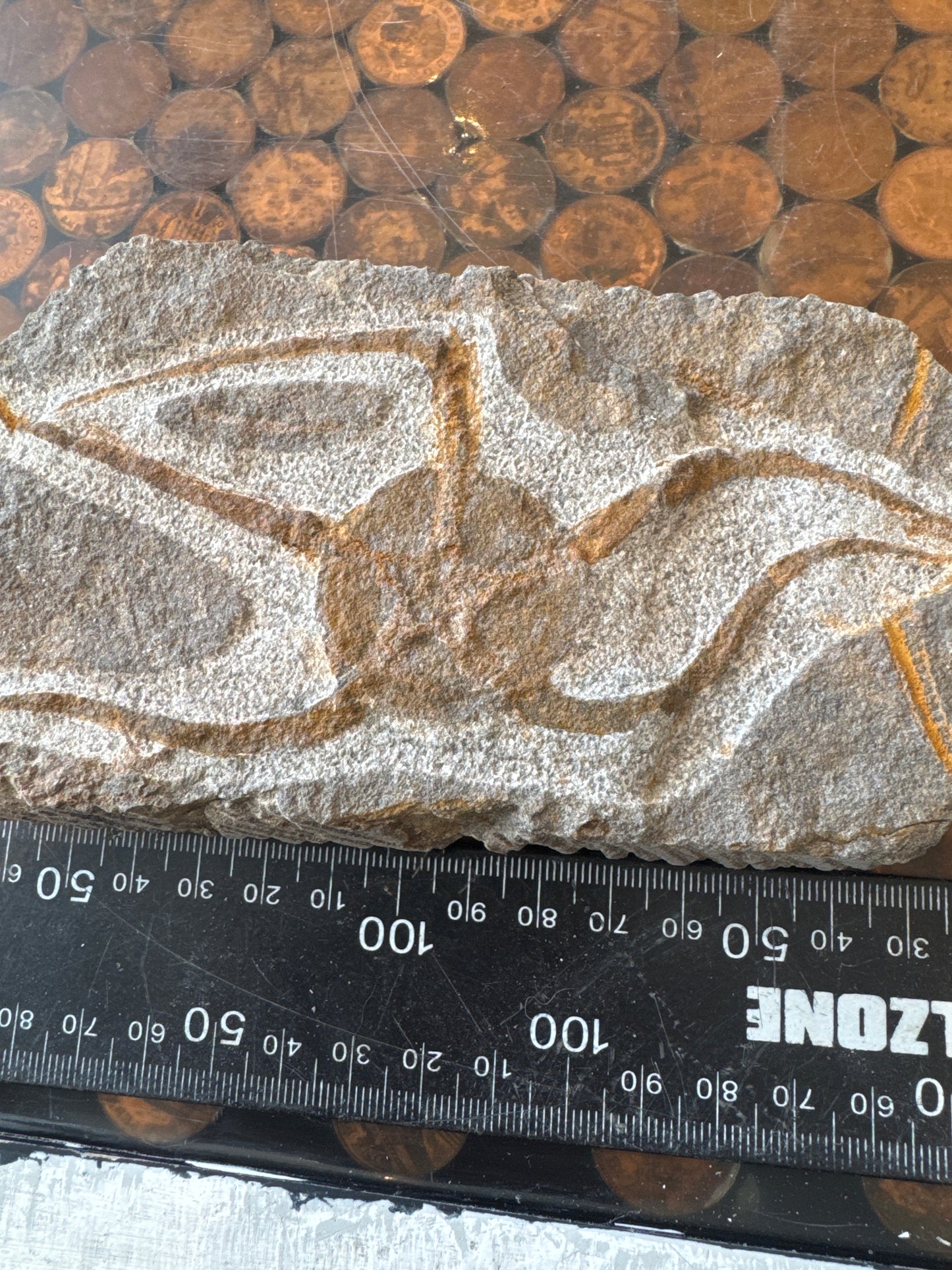 Collector‑Grade Brittlestar Plate Fossil Starfish