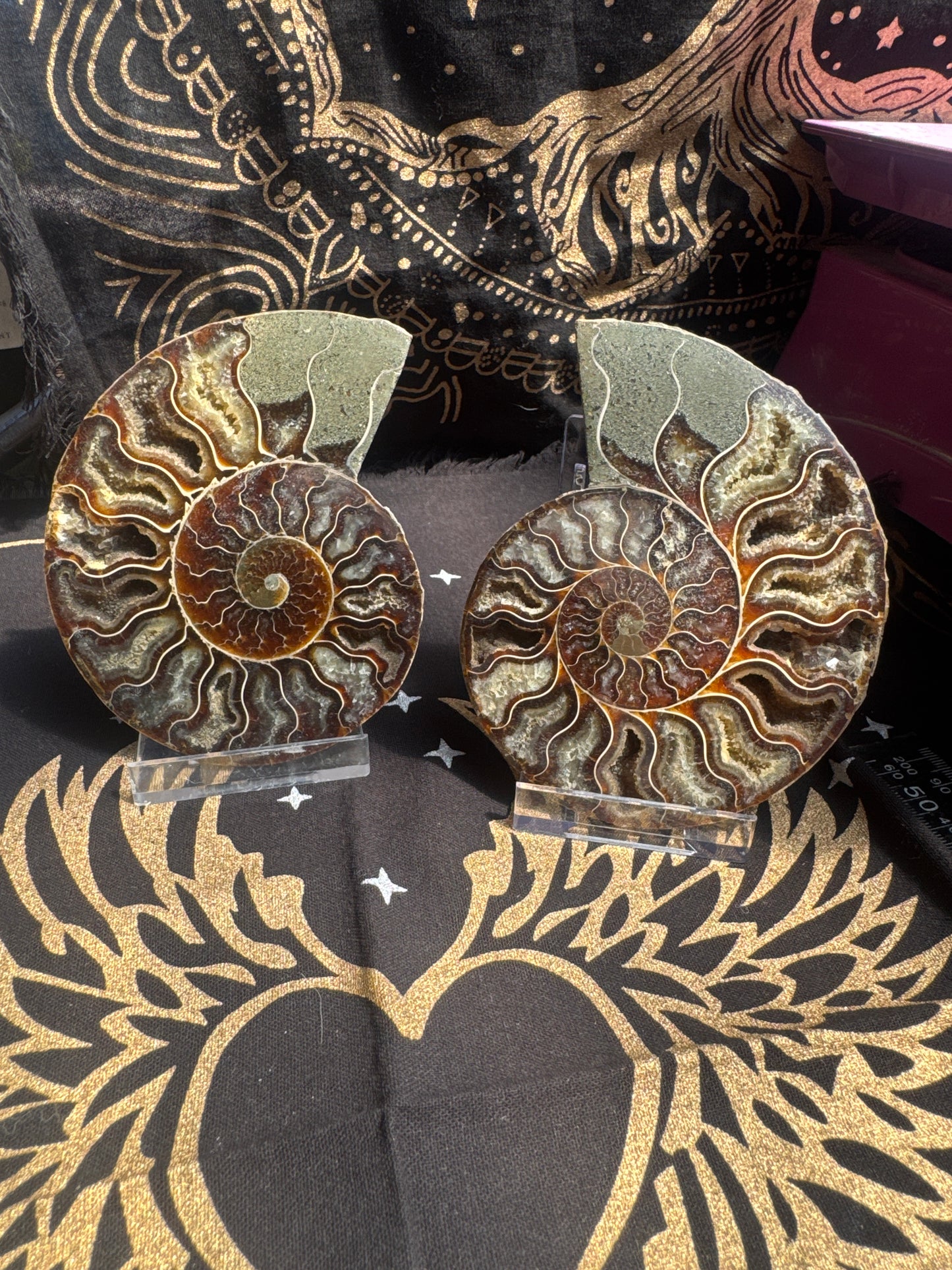 A beautiful Cleoniceras ammonite pair from the fossil‑rich deposits of Madagascar, expertly cut and polished to reveal the intricate internal chambers and natural mineralisation within. EBY21 #5