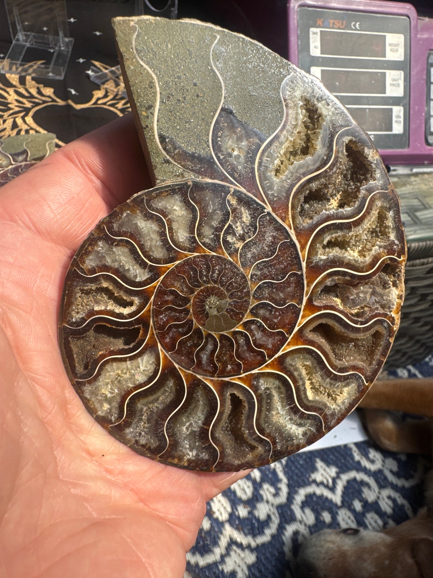 A beautiful Cleoniceras ammonite pair from the fossil‑rich deposits of Madagascar, expertly cut and polished to reveal the intricate internal chambers and natural mineralisation within. EBY21 #5