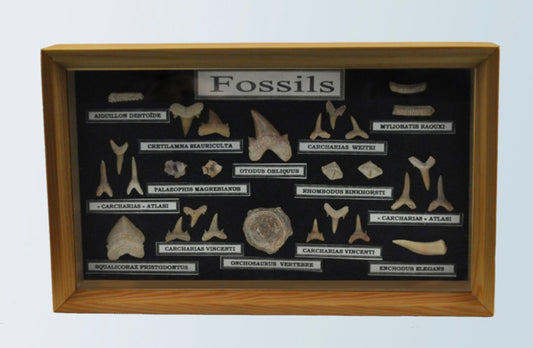 Mixed phosphate fossil collection box 25cm x 15cm