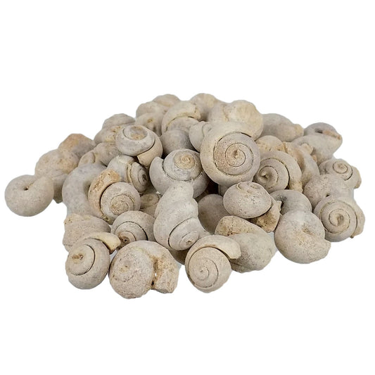 Gastropods – Morocco 1 kg