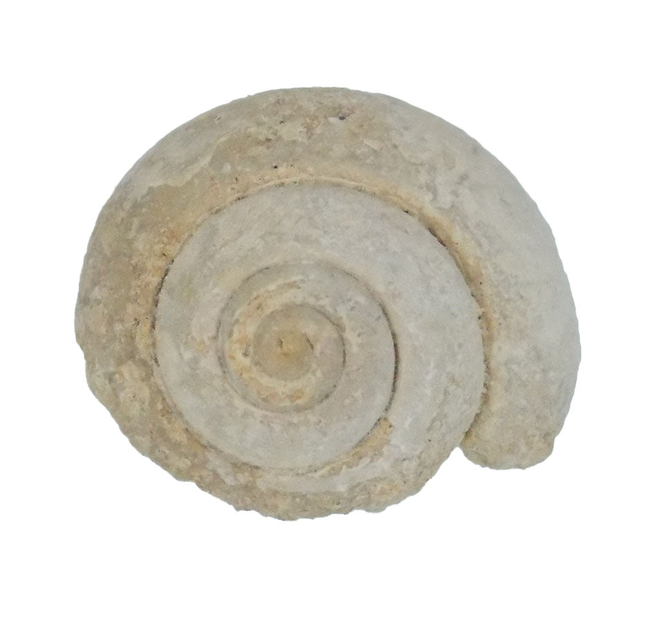 Gastropods – Morocco 1 kg