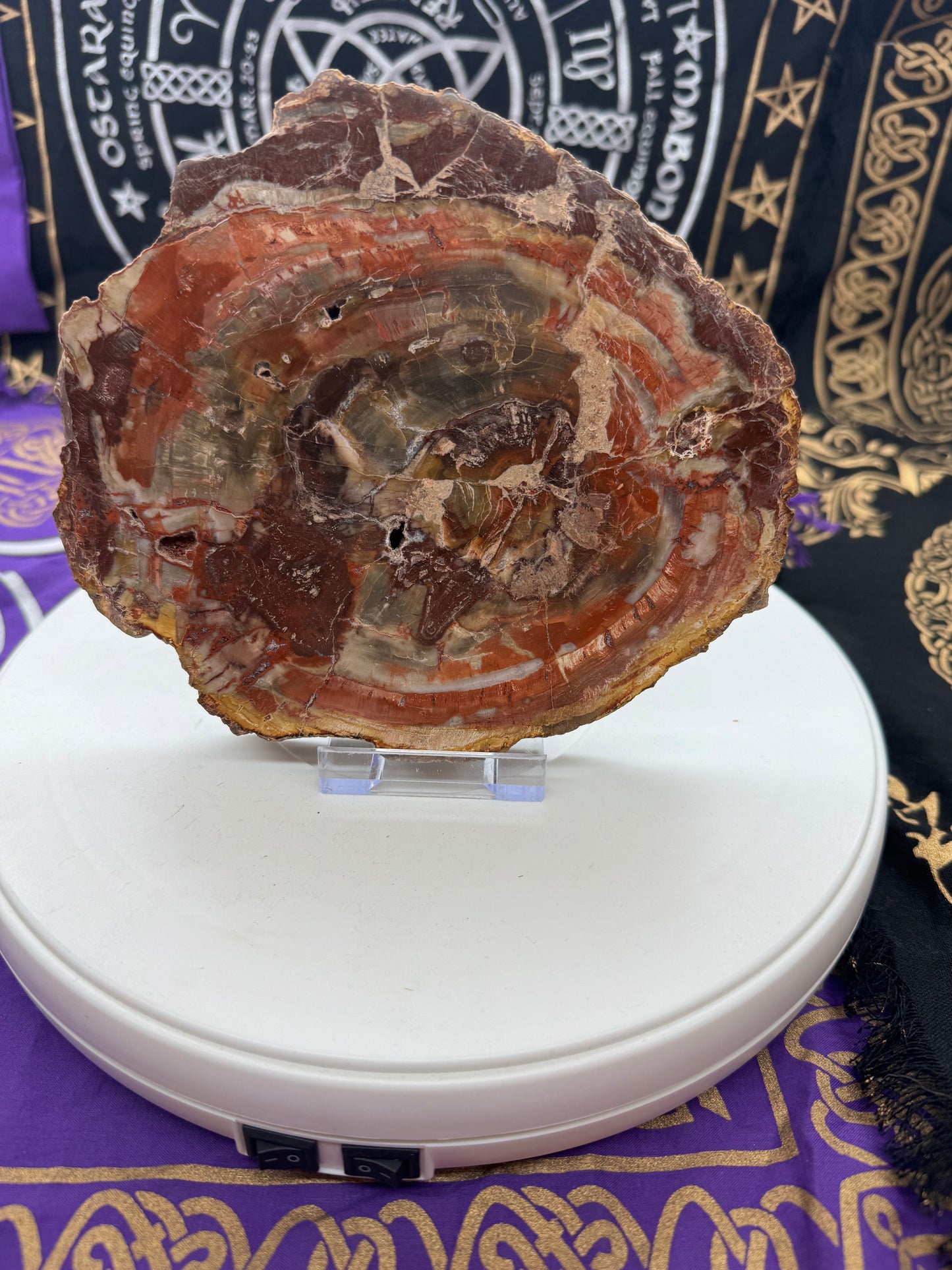 Petrified wood slice lft 4#1