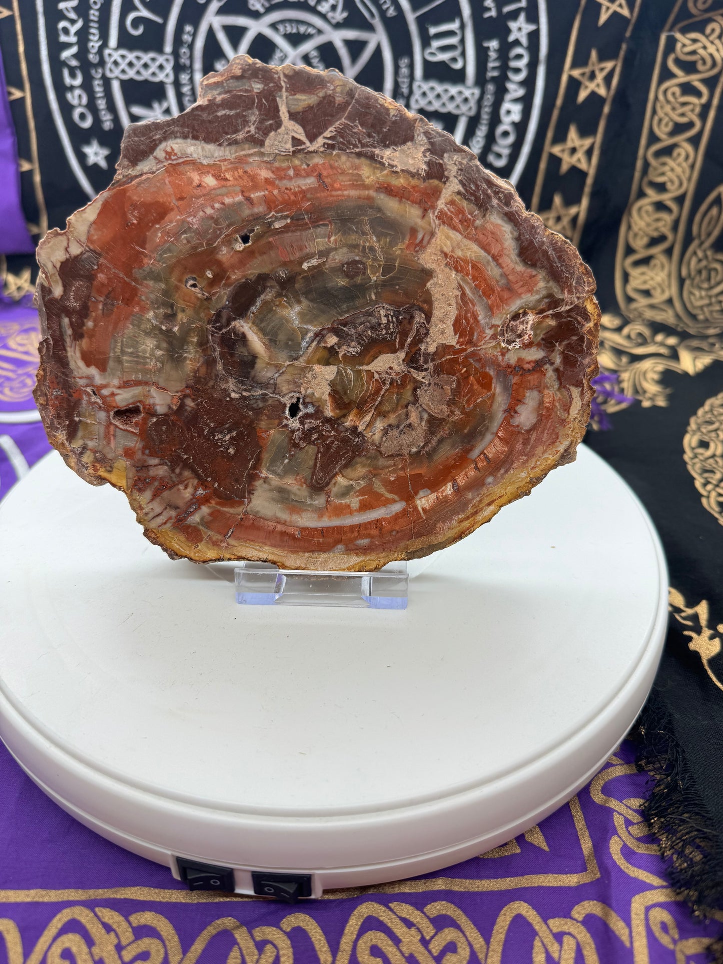 Petrified wood slice lft 4#1