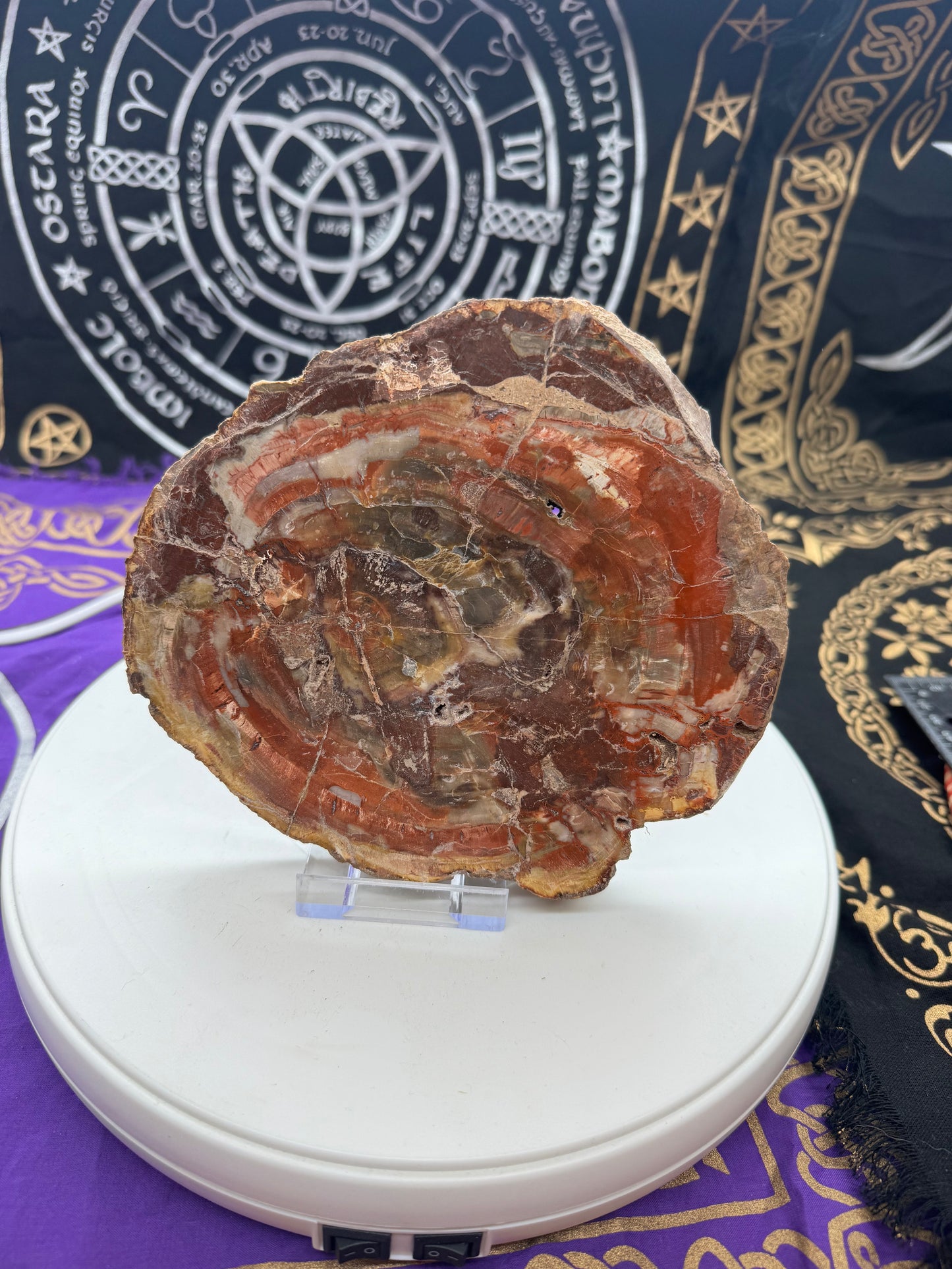 Petrified wood slice lft 4#1