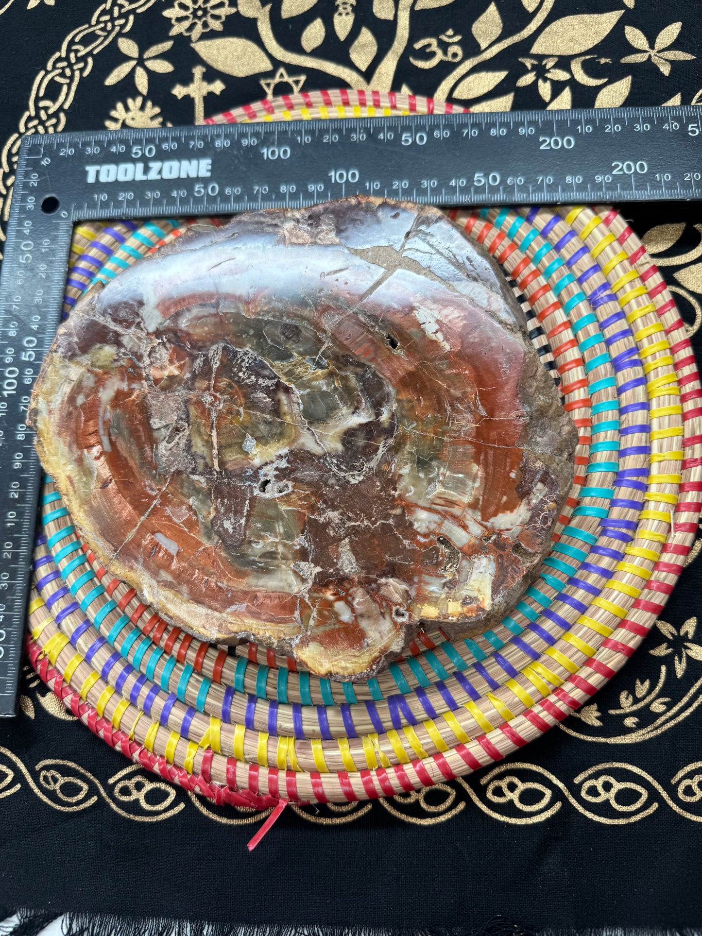 Petrified wood slice lft 4#1