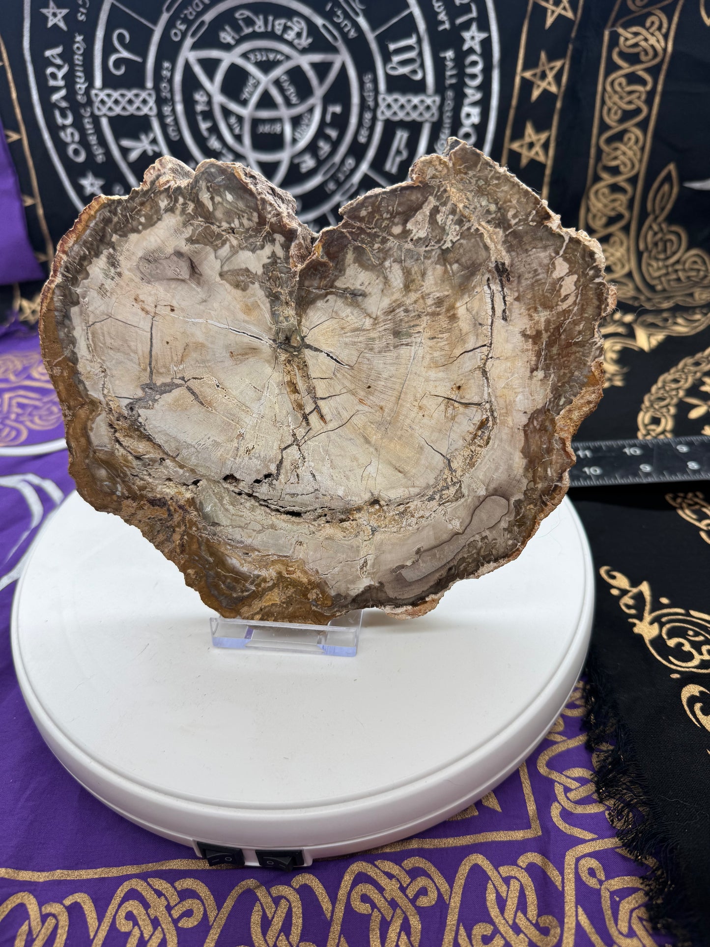 Petrified wood slice lft4#2
