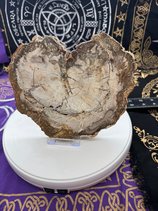 Petrified wood slice lft4#2