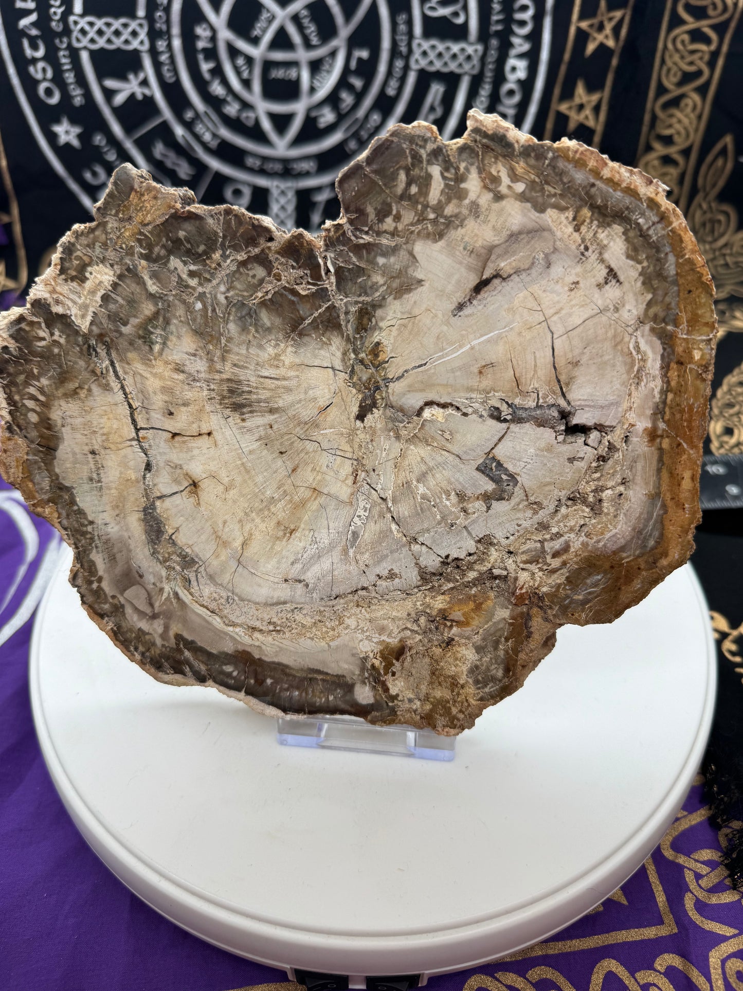 Petrified wood slice lft4#2