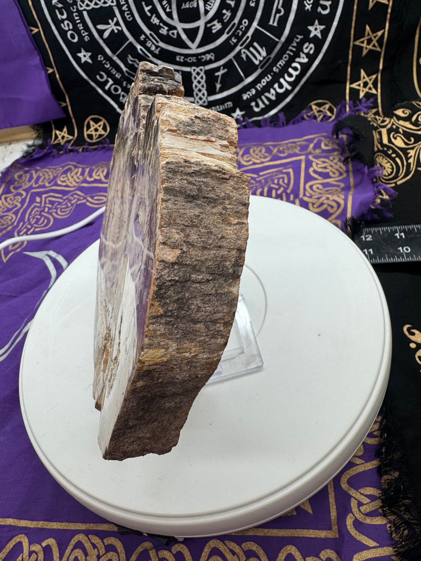 Petrified wood slice lft4#2